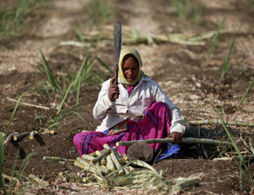 #FIELDSTORIES: Shardaben – A Vegetable Vendor from Sanand